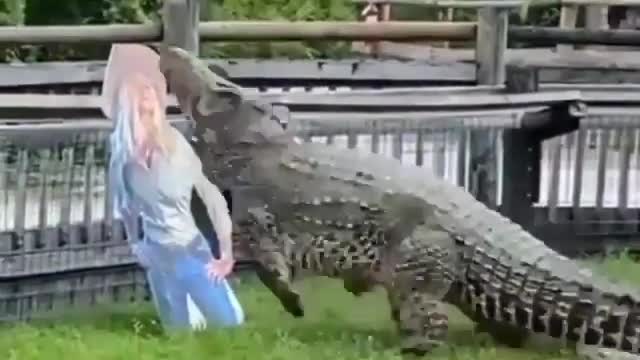 VERY DANGEROUS CROCODILE ATTACK..