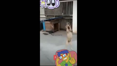 Dog showing his dance moves try not to laugh