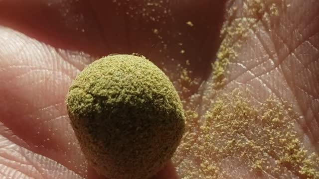 Rick Simpson Oil covered in kief