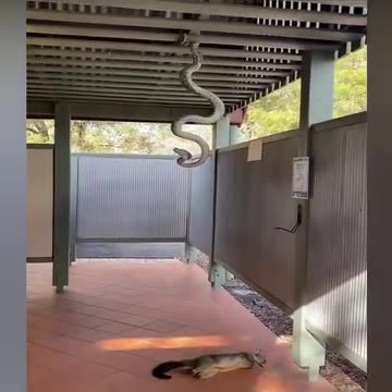 How a python paralysis their prey