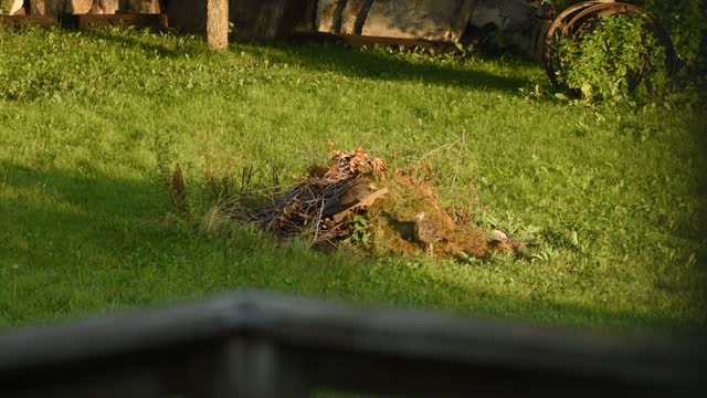 Turkeys in the yard