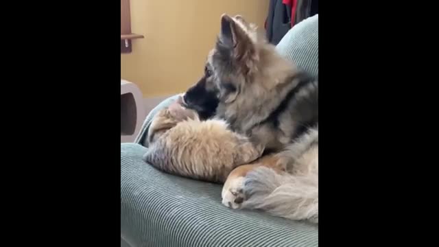 Siberian Cat enjoys cozy cuddle time with the family dog