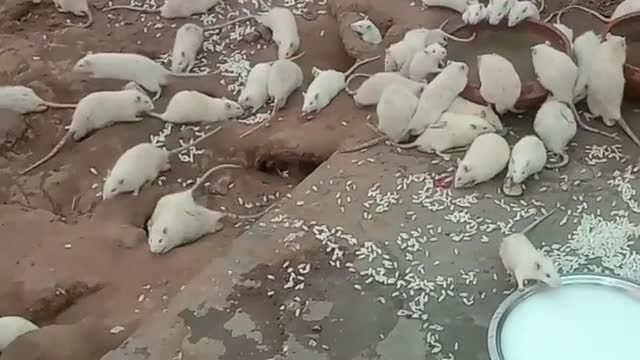 White rats