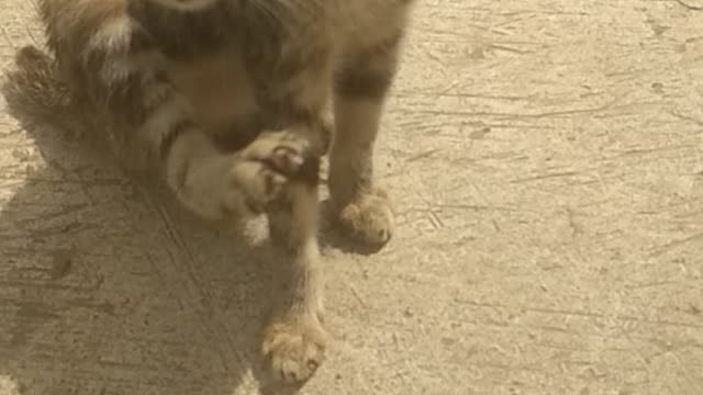 This kitten is still confused looking for his mother