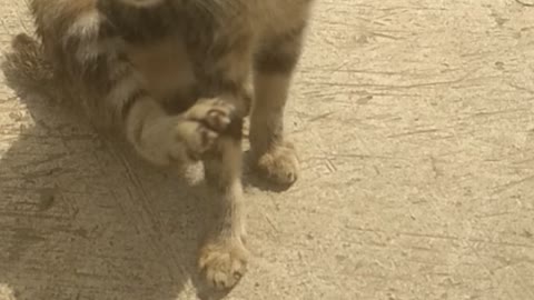 This kitten is still confused looking for his mother