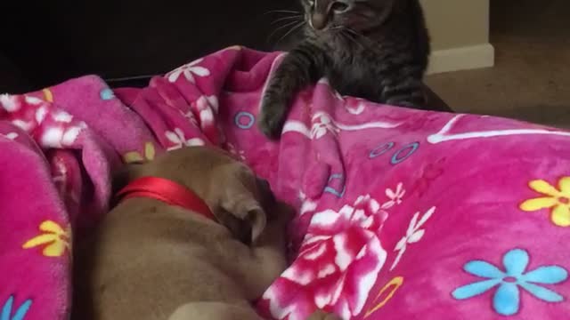 Grey cat bats at sleeping brown puppy on pink blanket