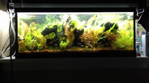 Aquarium Fish Video Beautiful