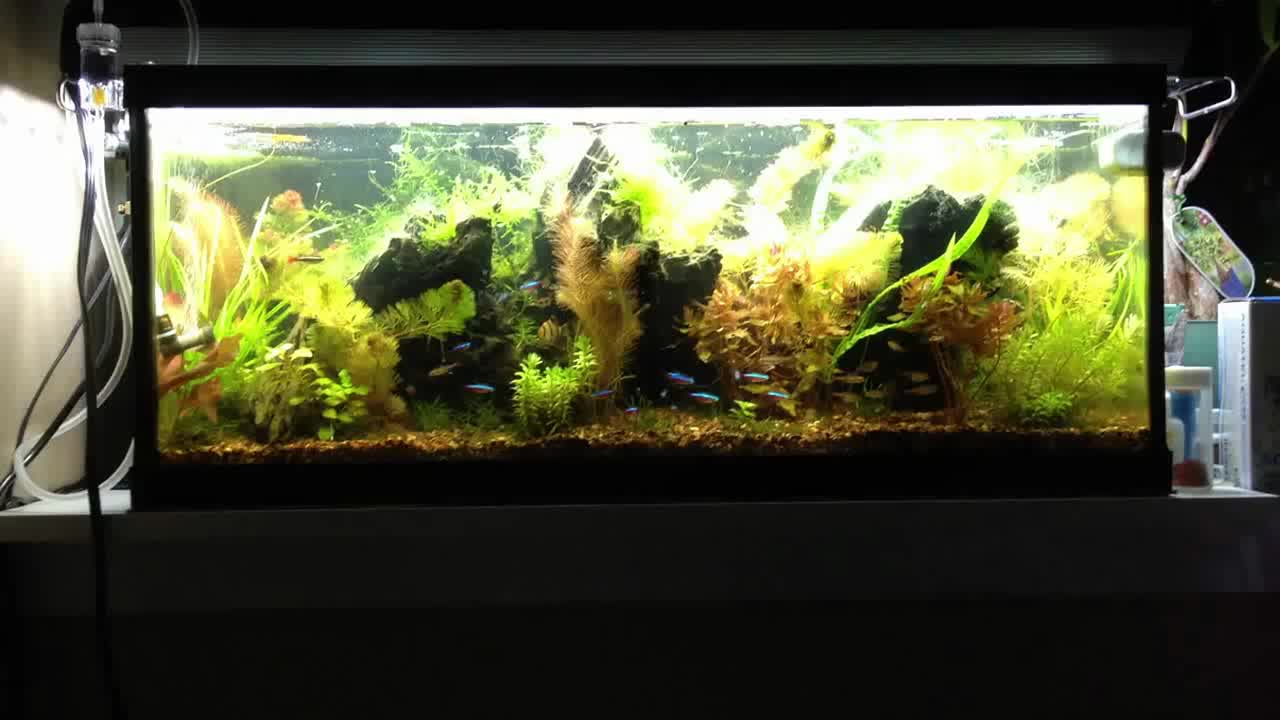 Aquarium Fish Video Beautiful