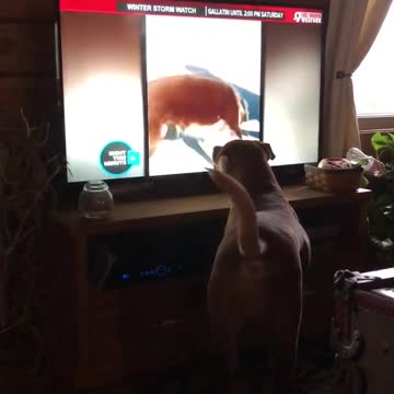 Perro completamente fascinado con otros perros en la TV