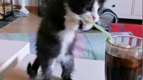 Kitten Tries To Drink Soda With Straw Funny