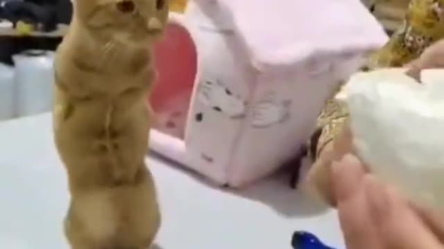 Lovely Cute Cat Short Video