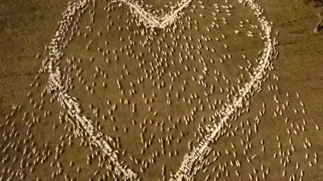 Australia - Why Did A Farmer Get His Sheep To Make A Heart Shape?