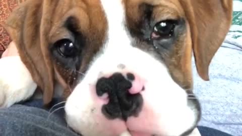 Brown white baby chewing on white stick