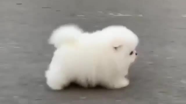 Adorable, cute dog 🐶🐕walking video