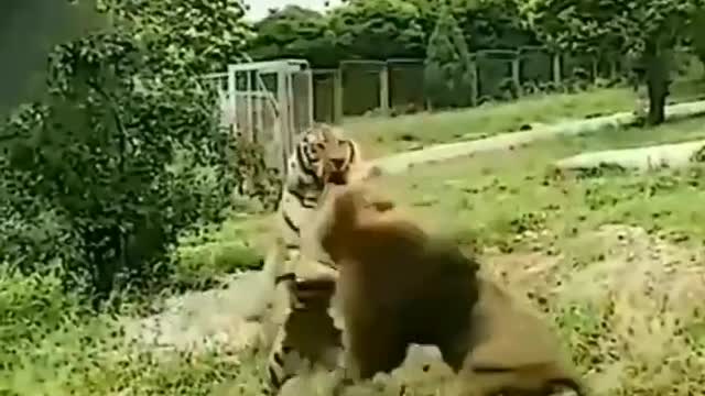 Lion vs tiger fitting #short video lion King vs tiger