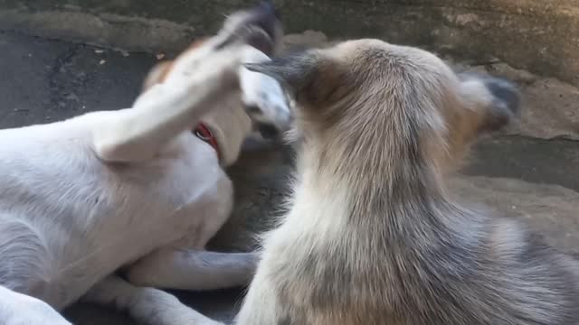 Best fight ever🤣🤣🤣 Philippine wolf versus Roxie the great