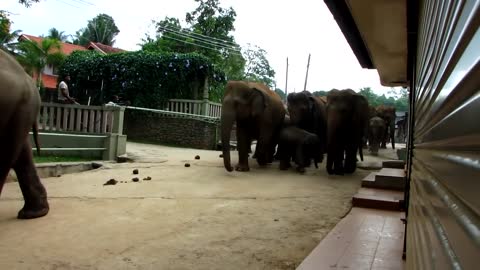 Elephants march