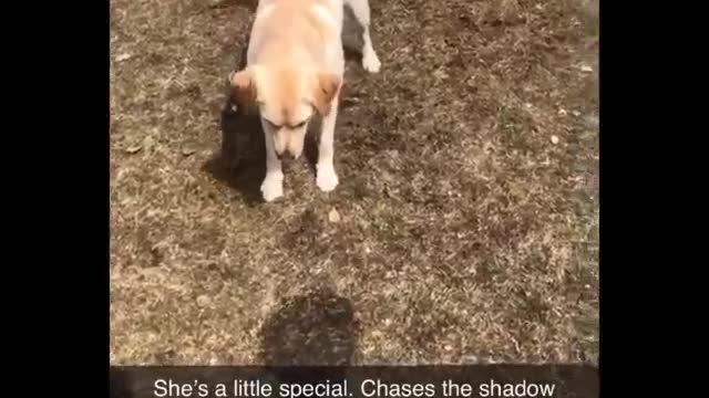 top funny videos animals pets 2022 #2
