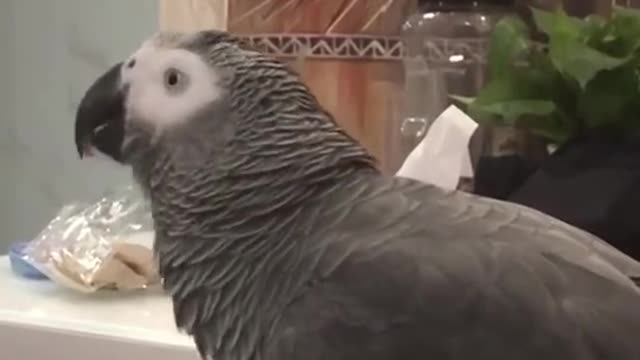 parrot bird