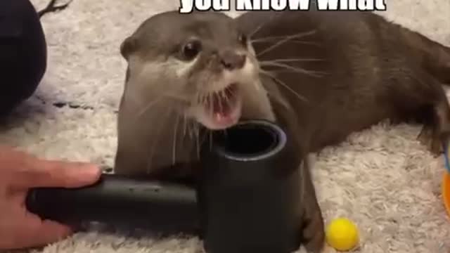 Cute Otter Plays With Floating Balls