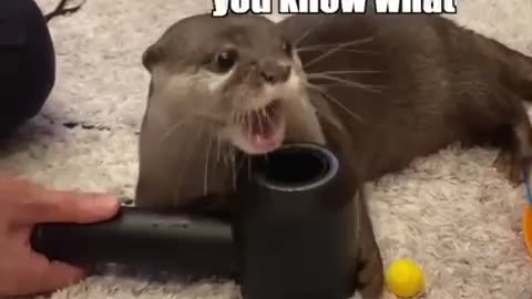 Cute Otter Plays With Floating Balls