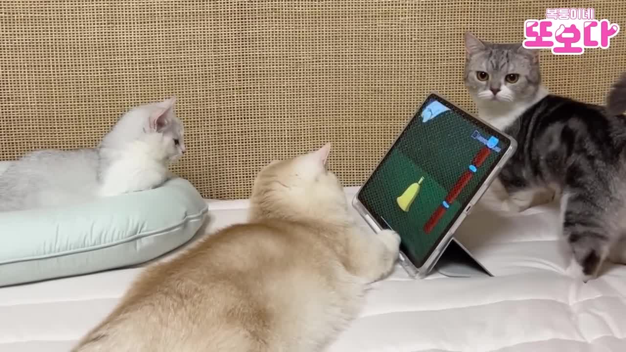 funny cats video