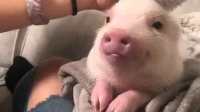 A piglet is enjoying its time with a comb