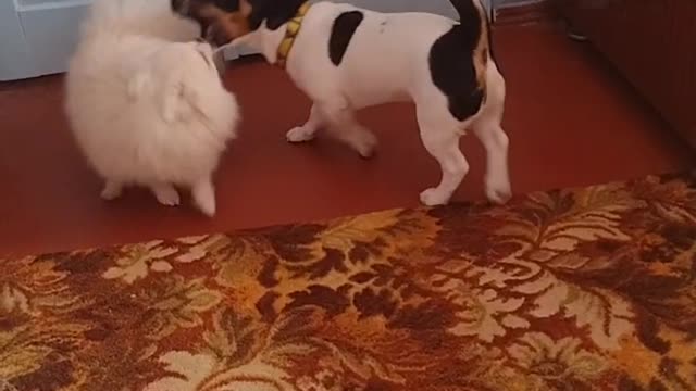 Jack Russell playing with Spitz