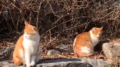 Cats and sunshine