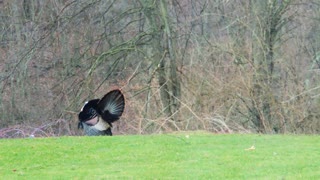 Turkey Fight in my Front Yard