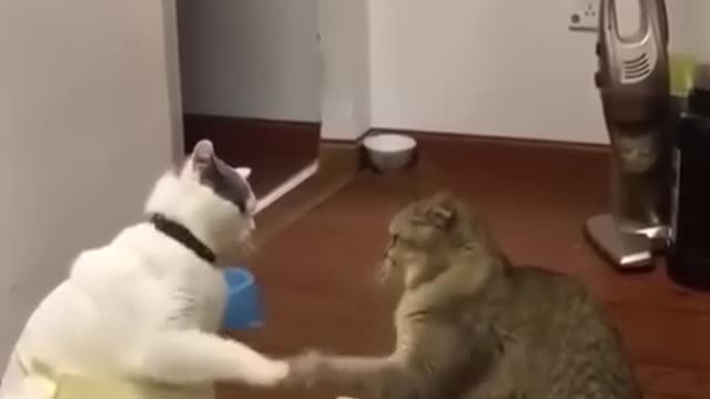 Funniest Cats and Dogs πΆπ± | Funny Animal Videos