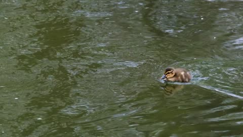 Cute duck