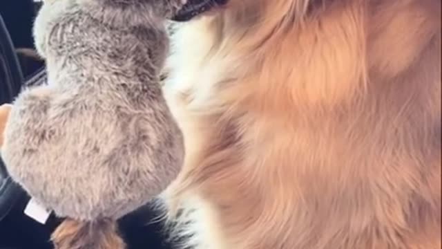 Dog tries to steal neighboring dog's toy