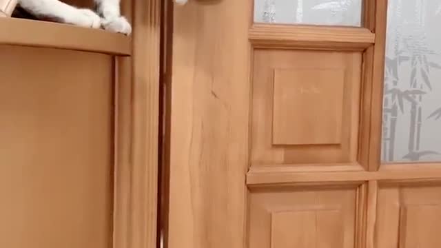 A cat that can open the door