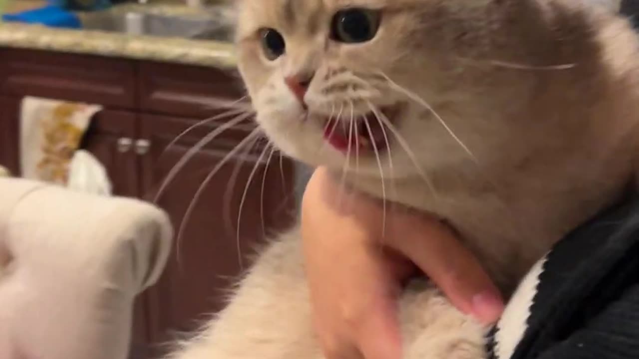 Cute Cat Meowing