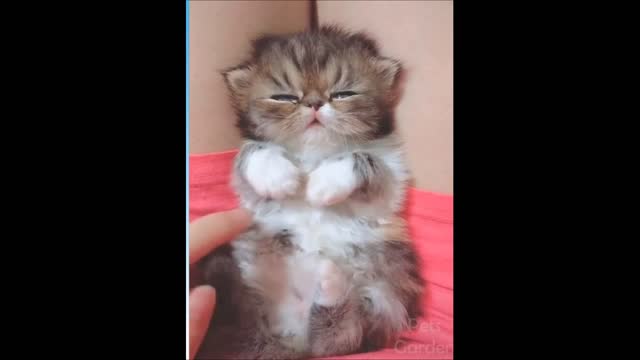 Pets making life more fun