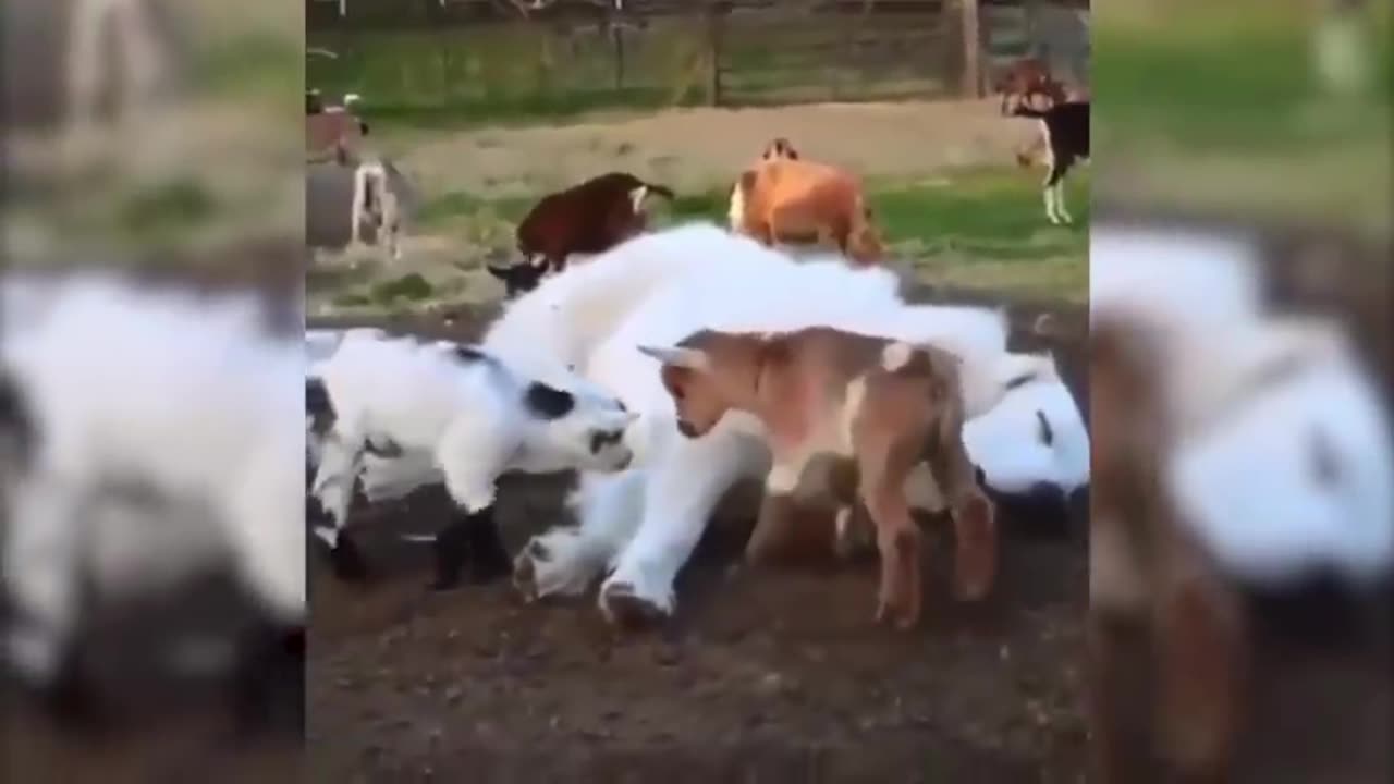 funny animals videos . 2024 ###