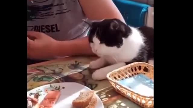 Funny Cats - Dont try to laugh