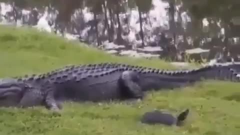 This is a beautiful and charming water-dwelling species