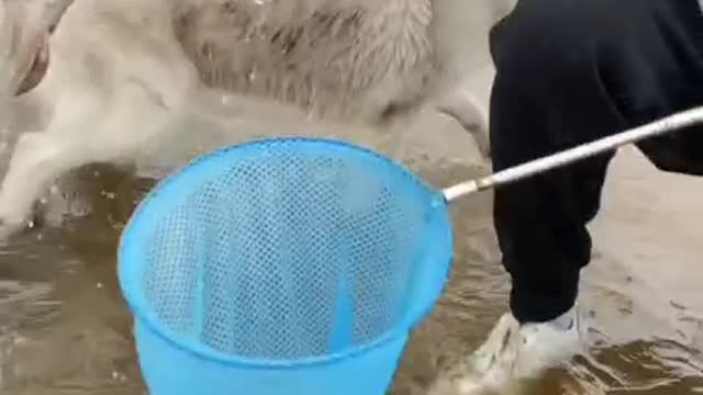 Funny video of dogs catching crabs at the seaside