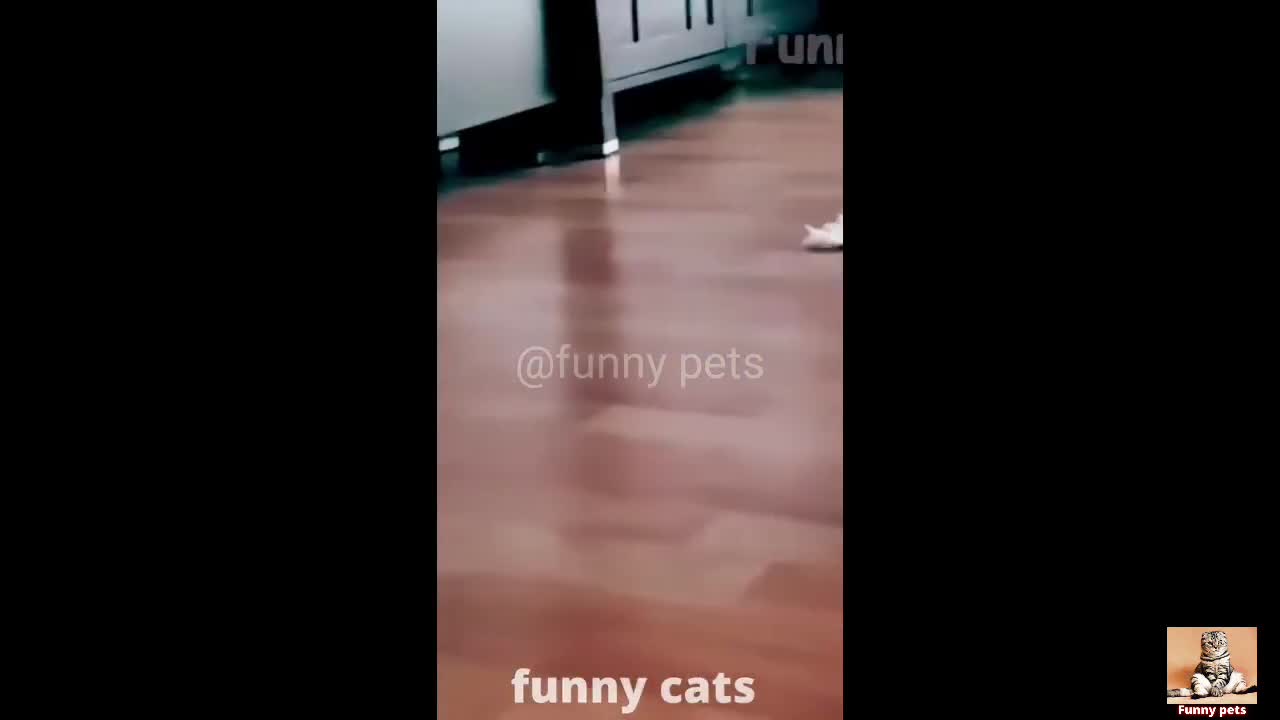 funny pets 2022 video cats and dogs