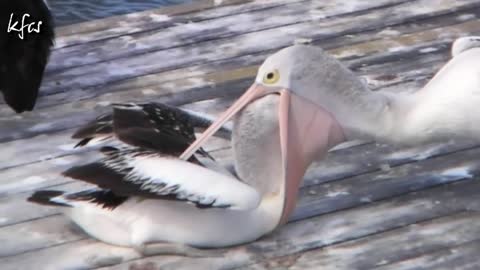 Pelican feeding it's toddler