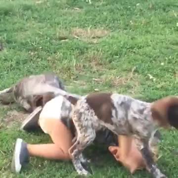 Pequeño y cachorros juegan juntos de modo adorable