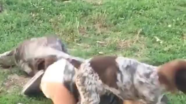 Pequeño y cachorros juegan juntos de modo adorable