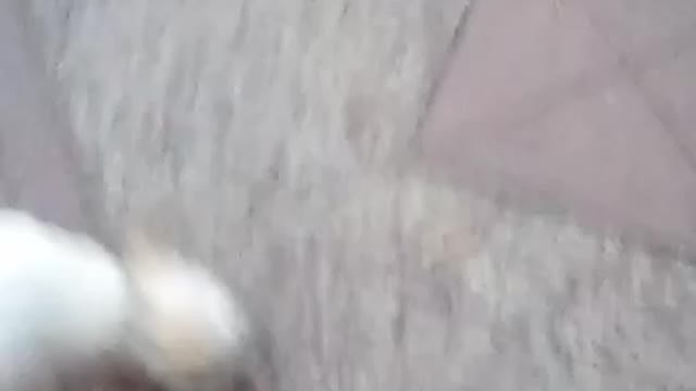 tonight video