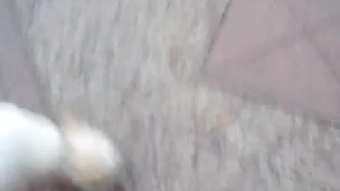tonight video