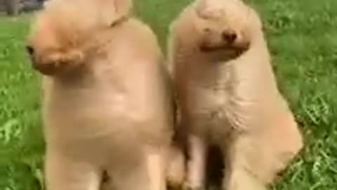 Funny animals