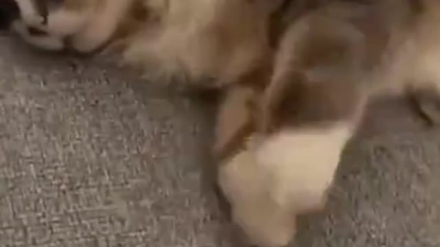 What's the cat's dream?1