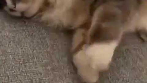 What's the cat's dream?1