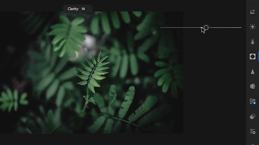 Beautify Photos Of Leaves